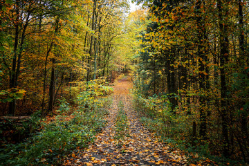 Wall Mural - footpath through a mixed forest in fall with colorful autumn leaves, seasonal landscape in the beaut