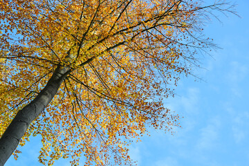 Wall Mural - view in the crown of a beech tree with colorful red golden autumn leaves against a blue sky, seasona