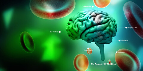Wall Mural - 3d illustration human health brain