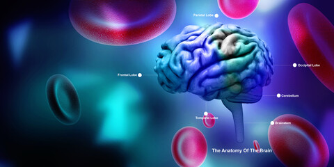 Wall Mural - 3d illustration human health brain