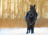 Fototapeta Konie - One black horse with its bridle and saddle is standing in the winter forest.