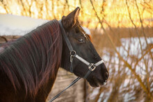 The Black Horse With Its Long Mane Is Next To The Wooden Stable In Outdoors In Winter.