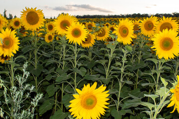 Wall Mural - 
Sunflowers, sunny mood, summer day