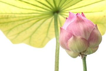 Wall Mural - Beautiful lotus flower isolated on white background