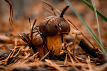 Group Of Mushrooms With Dark Brown Caps Growing Among Fallen Branches In Pine Forest
