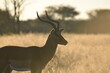 Antilope in der Abenddämmerung