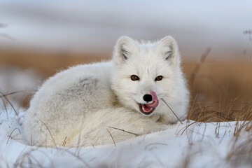 white arctic fox (vulpes lagopus) curled up on snow in arctic tundra. snow fox.