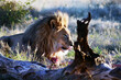 Männlicher Löwe beim Fressen