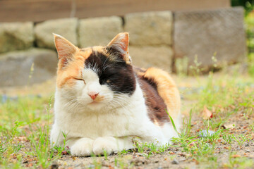 Canvas Print - 浜離宮庭園　三毛猫