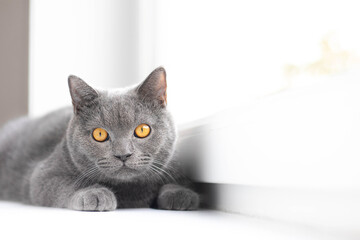 Wall Mural - A grey cat is lying on the windowsill. British cat. Article about Pets. Copy space. Window sill advertising.