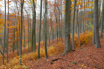  Warm colors in autumn beech forest with copper and yellow leaves. Overcast weather. European beech forest in Czech Republic. Brown fallen leaves on the ground. Grey tree trunk. 