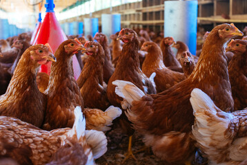 Wall Mural - young chicken in organic chicken coop, happy hens without animal abuse