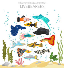 Poster - Livebearers fish. Freshwater aquarium fish icon set flat style isolated on white