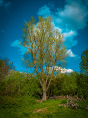 Wall Mural - tree in the park