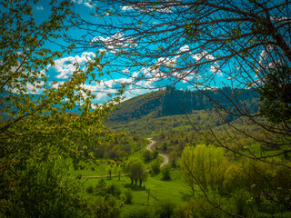 Wall Mural - landscape with trees