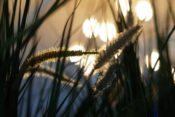 sunset in the grass