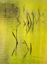USA, North Carolina, Grass In Green Rippled Pond