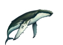 Humpback Whale Realistic Illustration Isolated. Big Gray Whale On A White Background. Blue Whale In The Open Sea Swims To The Top.