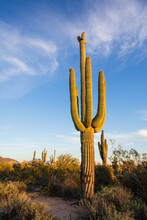Saguaro Cactus In The Desert