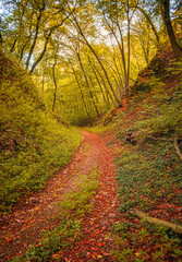 Wall Mural - Pathway in the forest in autumn