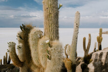 Cactus Island In The Middle Of Uyuni Salt Flats