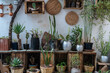 © Pietro Karras/Stocksy - Stylish plants and succulents on wooden boxes