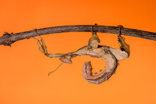 Australische Gespenstschrecke (Extatosoma Tiaratum) - Giant Prickly Stick Insect