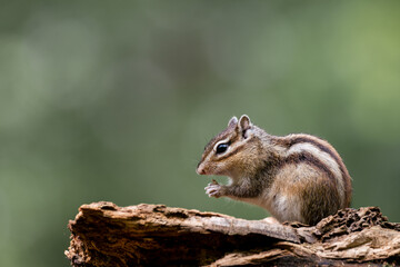 Wall Mural - siberian chipmunk (eutamias sibiricus) in the forest in noord brabant in the netherlands