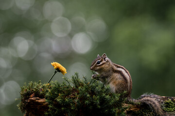 Wall Mural - siberian chipmunk (eutamias sibiricus) in the forest in noord brabant in the netherlands