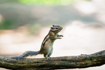 Wall Mural - siberian chipmunk (eutamias sibiricus) in the forest in noord brabant in the netherlands