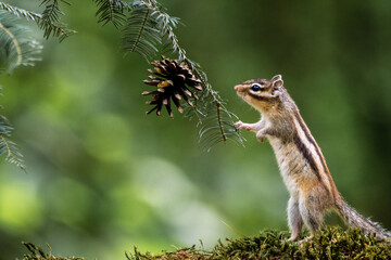 Wall Mural - squirrel with a flower