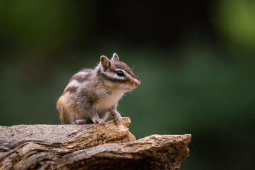 Wall Mural - siberian chipmunk (eutamias sibiricus) in the forest in noord brabant in the netherlands