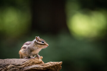 Wall Mural - siberian chipmunk (eutamias sibiricus) in the forest in noord brabant in the netherlands