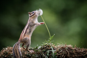 Wall Mural - siberian chipmunk (eutamias sibiricus) in the forest in noord brabant in the netherlands
