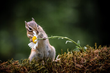 Wall Mural - siberian chipmunk (eutamias sibiricus) in the forest in noord brabant in the netherlands