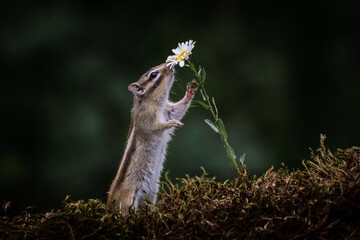 Wall Mural - siberian chipmunk (eutamias sibiricus) in the forest in noord brabant in the netherlands