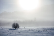 A Lone Tree Standing In A Snowy Field