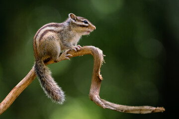 Wall Mural - siberian chipmunk (eutamias sibiricus) in the forest in noord brabant in the netherlands