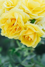 Yellow Roses.