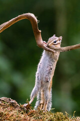 Wall Mural - siberian chipmunk (eutamias sibiricus) in the forest in noord brabant in the netherlands