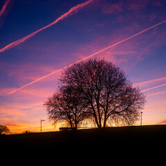 Wall Mural - sunset in the forest