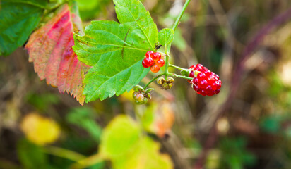 Wild raspberry in autumn season, close-up photo