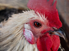 Close-up Side View Portrait Photo Of A White Angry Rooster Cock With Red Eyes, Big Red Comb And Sharp  Beak