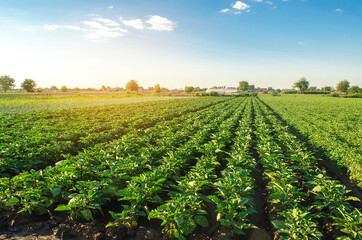 Eggplant plantations grow in the field on a sunny day. Organic vegetables. Agricultural crops. Landscape. Agroindustry and agribusiness. European farming. Agriculture. Aubergine. Selective focus