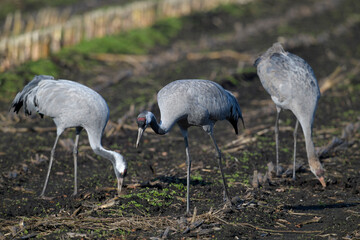 Canvas Print - Common cranes on a corn field // Kraniche (Grus grus) auf einem Mais-Feld