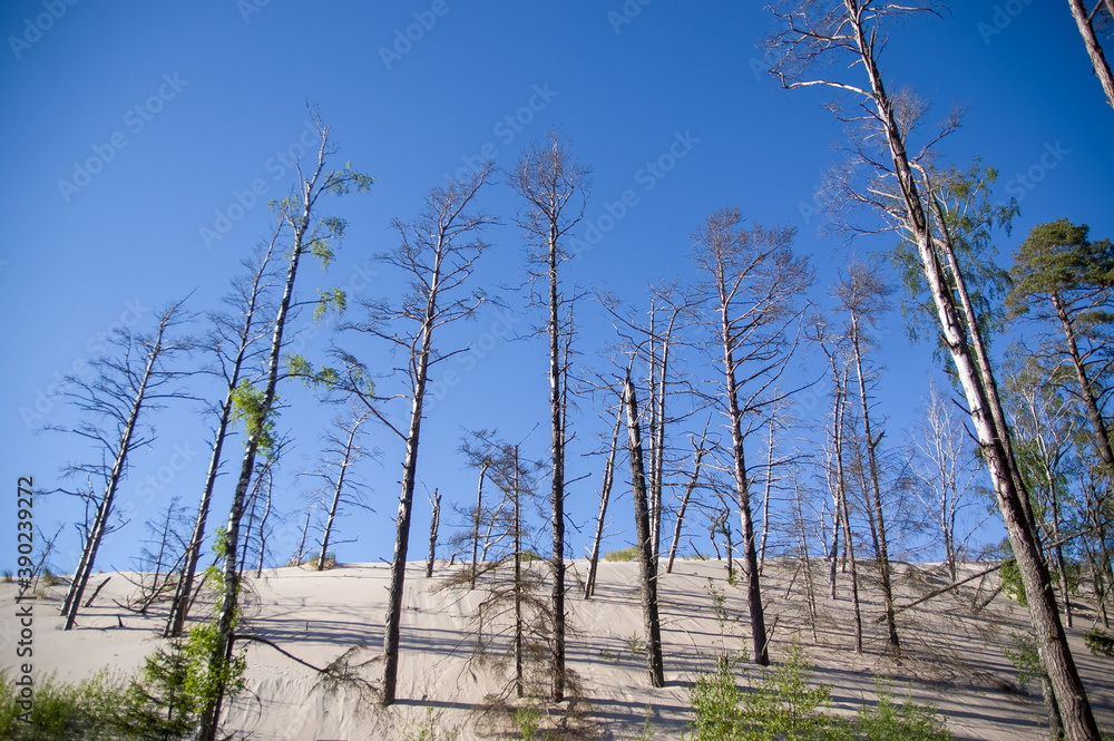 Pustynny krajobraz z trawami i suchymi drzewami na tle błękitnego nieba - obrazy, fototapety, plakaty 