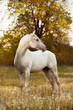 the most beautiful white Arabian horse shows his temperament and beauty on summer sunset on dreamy dandelion meadow in golden hour