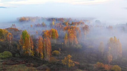 Wall Mural - Flying over fabulous autumn forest with fog in the early morning, aerial view. Silence, calmness and relaxation concept.