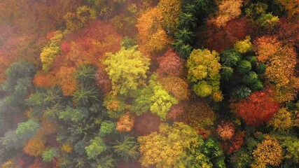 Wall Mural - Flying over fabulous autumn forest with fog in the early morning, aerial view. Silence, calmness and relaxation concept.