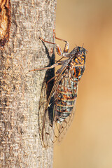 Wall Mural - Vertical closeup shot of Cicada orni bug on a tree